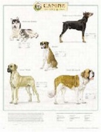 Abbildung von: Canine Working Group - Lippincott Williams and Wilkins