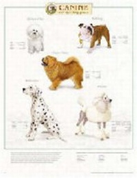 Abbildung von: Canine Non-Sporting Group - Lippincott Williams and Wilkins