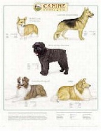 Abbildung von: Canine Herding Group - Lippincott Williams and Wilkins