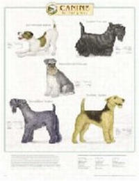 Abbildung von: Canine Terrier Group - Anatomical Chart Co.