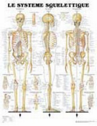 Abbildung von: Le Systeme Squelettique - Anatomical Chart Co.