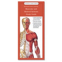 Abbildung von: Muscular and Skeletal Systems: Study Guide - Anatomical Chart Co.