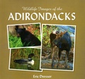 Cover: Wildlife Images Of The Adirondacks - North Country Books