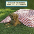 Cover: Where's the Puppy?/Onde Esta O Caozinho? - Star Bright Books