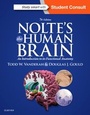 Bild: Nolte's The Human Brain - Saunders