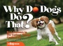Cover: Why Do Dogs Do That? - CompanionHouse Books