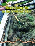 Cover: What's Going on in the Compost Pile? - Rourke Publishing