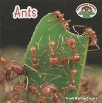 Enlarge image Cover: Ants - Cavendish Square Publishing