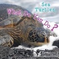 Cover: Sea Turtles, What Do You Do? - Britannica Digital Learning