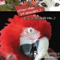 Cover: ?Como usan los animales...? (How Do Animals Use...?) - Britannica Digital Learning