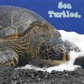 Cover: Sea Turtles, What Do You Do? - Rourke Publishing