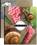 Cover: Life Cycles (Set) - Child's World