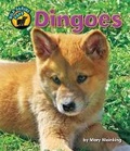 Cover: Dingoes - Bearport Books