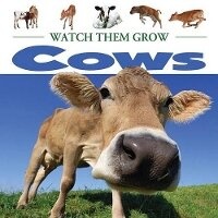 Enlarge image Cover: Cows - AV2 by Weigl Educational Publishers