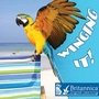 Cover: Winging It! - Britannica Digital Learning