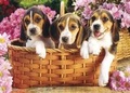 Cover: Just Beagles Jigsaw Puzzle - Willow Creek Press