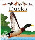 Cover: Ducks - Moonlight Publishing Ltd
