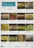 Cover: A Key to Lichens on Twigs - Field Studies Council