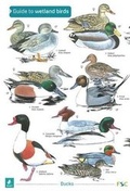 Cover: A Guide to Wetland Birds - Field Studies Council