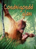 Cover: Cyfres Dechrau Da: Coedwigoedd Glaw - Gomer Press