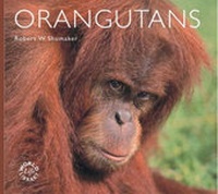 Enlarge image Cover: Orangutans - Colin Baxter Photography Ltd