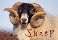Abbildung von: Sheep - Colin Baxter Photography Ltd