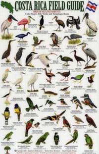 Enlarge image Cover: Reef Fish: v. 1 - Rainforest Publications