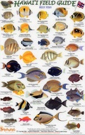Cover: Reef Fish: Small Fish v. 1 - Rainforest Publications