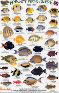 Enlarge image Cover: Reef Fish: Small Fish v. 1 - Rainforest Publications