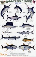 Cover: Sport Fish - Rainforest Publications