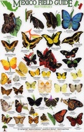 Cover: Butterflies - Rainforest Publications
