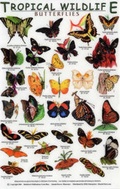 Cover: Butterflies - Rainforest Publications