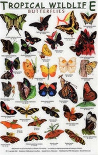 Enlarge image Cover: Butterflies - Rainforest Publications