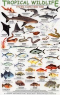 Cover: Pacific Coast Reef Fish - Rainforest Publications