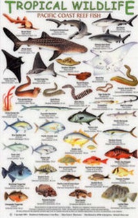 Enlarge image Cover: Pacific Coast Reef Fish - Rainforest Publications