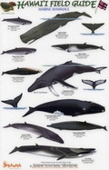 Cover: Marine Mammals - Rainforest Publications