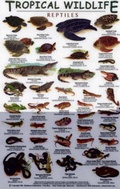 Cover: Reptiles - Rainforest Publications