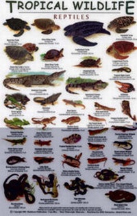 Abbildung von: Reptiles - Rainforest Publications