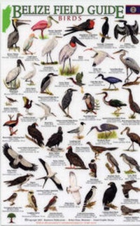 Enlarge image Cover: Birds - Rainforest Publications
