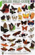 Cover: Butterflies - Rainforest Publications