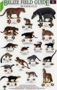 Enlarge image Cover: Mammals/tracks - Rainforest Publications