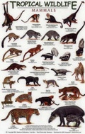 Cover: Mammals - Rainforest Publications