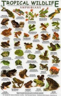 Cover: Amphibians - Rainforest Publications
