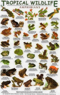 Abbildung von: Amphibians - Rainforest Publications