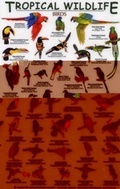 Cover: Birds - Rainforest Publications