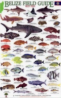 Cover: Reef Fish - Rainforest Publications