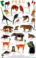 Cover: Peru Mammals Guide - Rainforest Publications