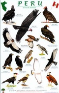 Cover: Peru Raptors Bird Guide - Rainforest Publications