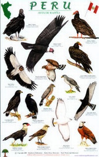 Enlarge image Cover: Peru Raptors Bird Guide - Rainforest Publications