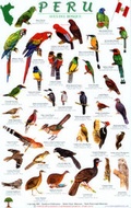 Cover: Peru Forest Bird Guide - Rainforest Publications